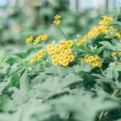 竞赛足球app下载